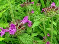 Clinopodium vulgare 36, Borstelkrans, Saxifraga-Hans Grotenhuis