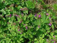 Clinopodium vulgare 37, Borstelkrans, Saxifraga-Hans Grotenhuis