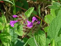 Clinopodium vulgare 38, Borstelkrans, Saxifraga-Hans Grotenhuis
