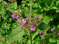 Clinopodium vulgare 39, Borstelkrans, Saxifraga-Hans Grotenhuis