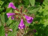 Clinopodium vulgare 40, Borstelkrans, Saxifraga-Hans Grotenhuis