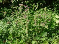 Clinopodium vulgare 41, Borstelkrans, Saxifraga-Hans Grotenhuis