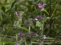 Clinopodium vulgare ssp vulgare 1, Borstelkrans, Saxifraga-Willem van Kruijsbergen