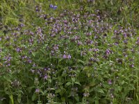 Clinopodium vulgare ssp vulgare 5, Borstelkrans, Saxifraga-Willem van Kruijsbergen