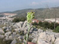 Clypeola jonthlaspi 2, Saxifraga-Jasenka Topic