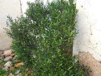 Cneorum tricoccum 5, Saxifraga-Ed Stikvoort