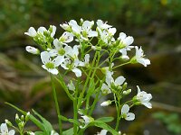 Cochlearia officinalis 34, Echt lepelblad, Saxifraga-Hans Grotenhuis