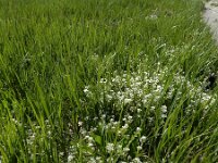 Cochlearia officinalis ssp officinalis 14, Echt lepelblad, Saxifraga-Ed Stikvoort