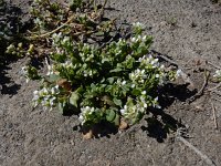 Cochlearia officinalis ssp officinalis 17, Echt lepelblad, Saxifraga-Ed Stikvoort