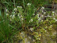 Cochlearia officinalis ssp officinalis 7, Echt lepelblad, Saxifraga-Ed Stikvoort