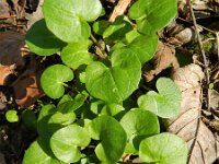 Cochlearia pyrenaica 10, Zinklepelblad, Saxifraga-Rutger Barendse