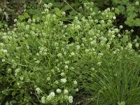 Cochlearia pyrenaica 13, Zinklepelblad, Saxifraga-Willem van Kruijsbergen