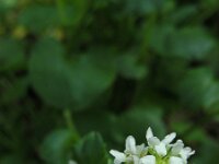 Cochlearia pyrenaica 15, Zinklepelblad, Saxifraga-Ed Stikvoort