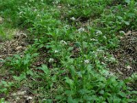 Cochlearia pyrenaica 17, Zinklepelblad, Saxifraga-Ed Stikvoort