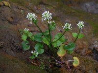 Cochlearia pyrenaica 18, Zinklepelblad, Saxifraga-Ed Stikvoort