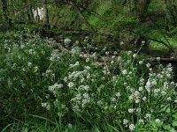 Cochlearia pyrenaica 20, Zinklepelblad, Saxifraga-Ed Stikvoort