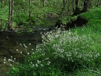 Cochlearia pyrenaica 21, Zinklepelblad, Saxifraga-Ed Stikvoort