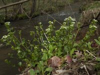 Cochlearia pyrenaica 5, Zinklepelblad, Saxifraga-Willem van Kruijsbergen