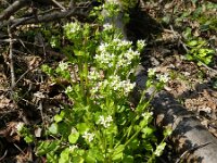 Cochlearia pyrenaica 6, Zinklepelblad, Saxifraga-Rutger Barendse