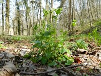 Cochlearia pyrenaica 7, Zinklepelblad, Saxifraga-Rutger Barendse