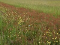 Coincya monensis 14, Muurbloemmosterd, Saxifraga-Hans Boll