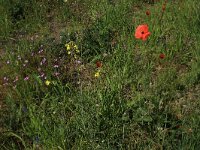 Coincya monensis 17, Muurbloemmosterd, Saxifraga-Hans Boll