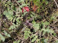 Coincya monensis 2, Muurbloemmosterd, Saxifraga-Rutger Barendse