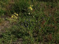 Coincya monensis 20, Muurbloemmosterd, Saxifraga-Hans Boll
