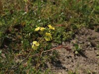 Coincya monensis 22, Muurbloemmosterd, Saxifraga-Hans Boll