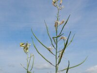 Coincya monensis 24, Muurbloemmosterd, Saxifraga-Ed Stikvoort