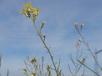 Coincya monensis 28, Muurbloemmosterd, Saxifraga-Ed Stikvoort