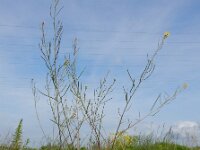 Coincya monensis 30, Muurbloemmosterd, Saxifraga-Ed Stikvoort