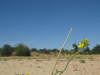 Coincya monensis 4, Muurbloemmosterd, Saxifraga-Rutger Barendse