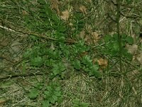 Coincya monensis 9, Muurbloemmosterd, Saxifraga-Rutger Barendse