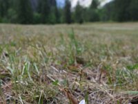 Colchicum alpinum 2, Saxifraga-Simone van Velzen
