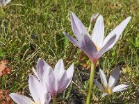 Colchicum alpinum 3, Saxifraga-Harry Jans