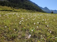 Colchicum alpinum 5, Saxifraga-Harry Jans