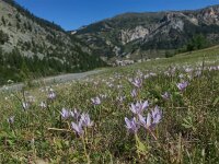 Colchicum alpinum 7, Saxifraga-Harry Jans
