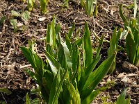 Colchicum autumnale 10, Herfsttijloos, Saxifraga-Jan van der Straaten