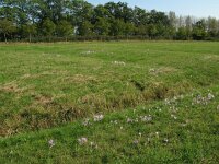 Colchicum autumnale 11, Herfsttijloos, Saxifraga-Rutger Barendse