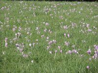 Colchicum autumnale 12, Herfsttijloos, Saxifraga-Jan Willem Jongepier
