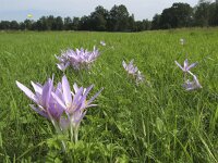 Colchicum autumnale 13, Herfsttijloos, Saxifraga-Rob Felix : Plantae, Plants, planten