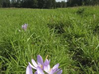 Colchicum autumnale 14, Herfsttijloos, Saxifraga-Rob Felix : Plantae, Plants, planten