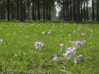 Colchicum autumnale 15, Herfsttijloos, Saxifraga-Rob Felix : Plantae, Plants, planten