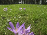 Colchicum autumnale 16, Herfsttijloos, Saxifraga-Rob Felix : Plantae, Plants, planten