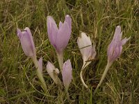 Colchicum autumnale 18, Herfsttijloos, Saxifraga-Willem van Kruijsbergen
