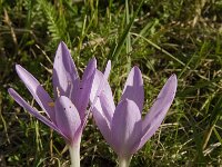 Colchicum autumnale 19, Herfsttijloos, Saxifraga-Willem van Kruijsbergen