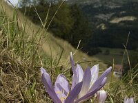 Colchicum autumnale 2, Herfsttijloos, Saxifraga-Jan van der Straaten