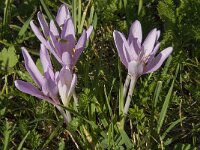 Colchicum autumnale 20, Herfsttijloos, Saxifraga-Willem van Kruijsbergen
