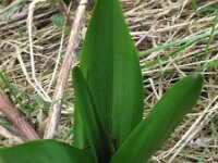 Colchicum autumnale 21, Herfsttijloos, Saxifraga-Rutger Barendse